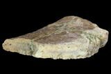 Triceratops Frill Section - Montana #100844-4